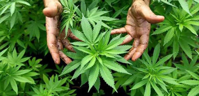 cannabis